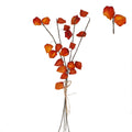 Gisela Graham - Physallis Stem - 60cm