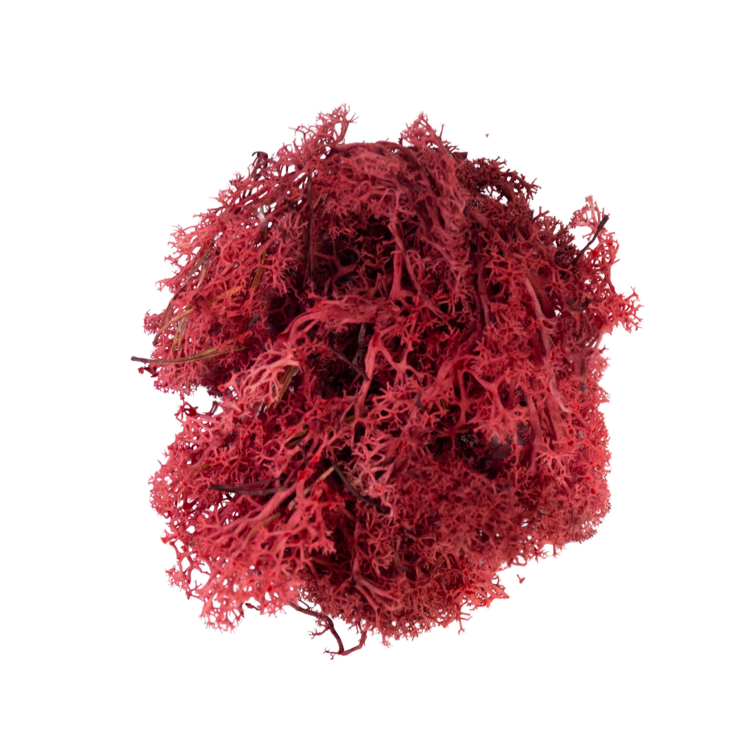 MyVillage - Reindeer Moss Red 50g - Christmas Village Decoration