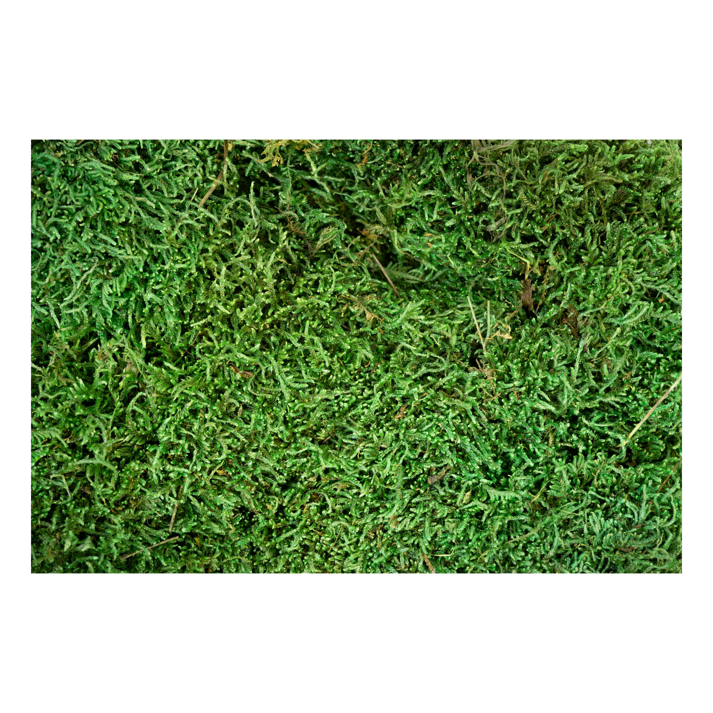 MyVillage - Green Flat Moss 500g - Christmas Village Decoration