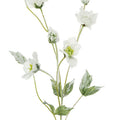 Snowstorm Hellebore 76cm