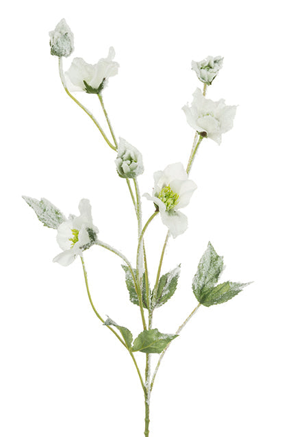 Snowstorm Hellebore 76cm